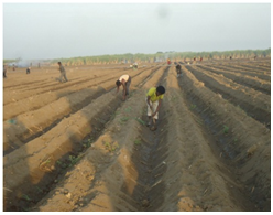 Planting at Field