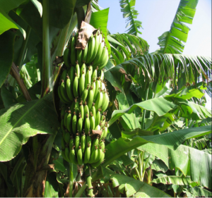 Banana fruit at G/giba Nursery